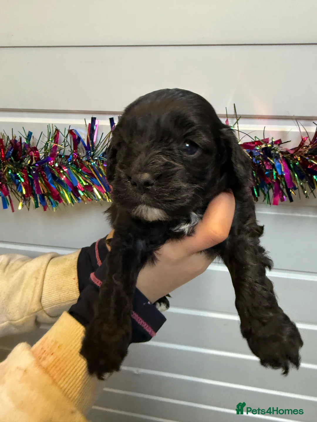 Cavapoo dogs for sale: Ready Now Stunning F1 Cavapoo boy - Advert 10