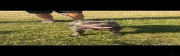Staffordshire Bull Terrier dogs for stud: Blue staffy stud - Advert 4
