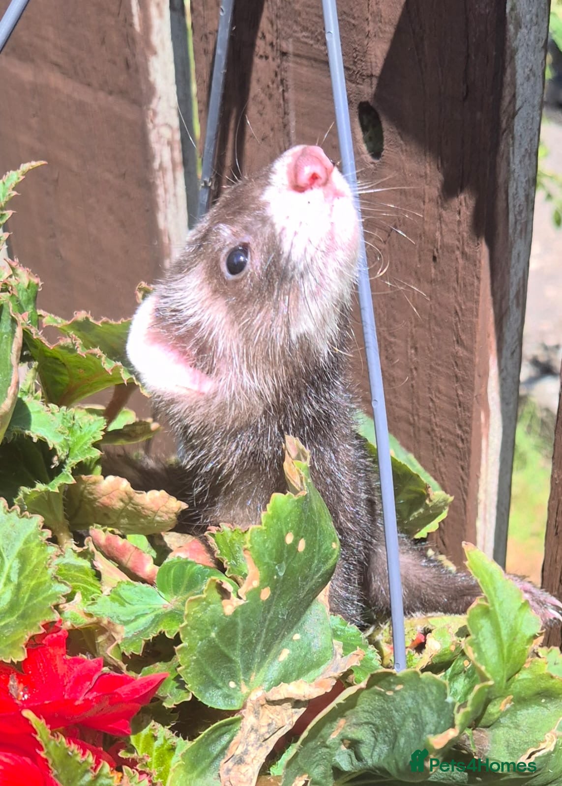 Ferret rodents Micro eu ferrets at 9Weeks old another litter at 8 - Advert 5