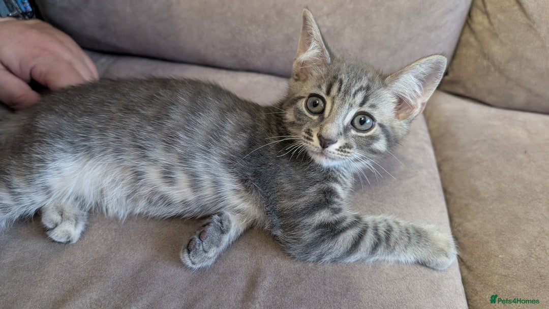 Mixed Breed cats for sale: Adorable Kittens Looking for Loving Homes! - Image 5