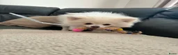 Pomeranian dogs for sale: 14 week old Pomeranian boy  - Advert 4