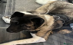 Akita dogs for sale: Ready Now! American Akita Puppies in Liverpool - Image 21