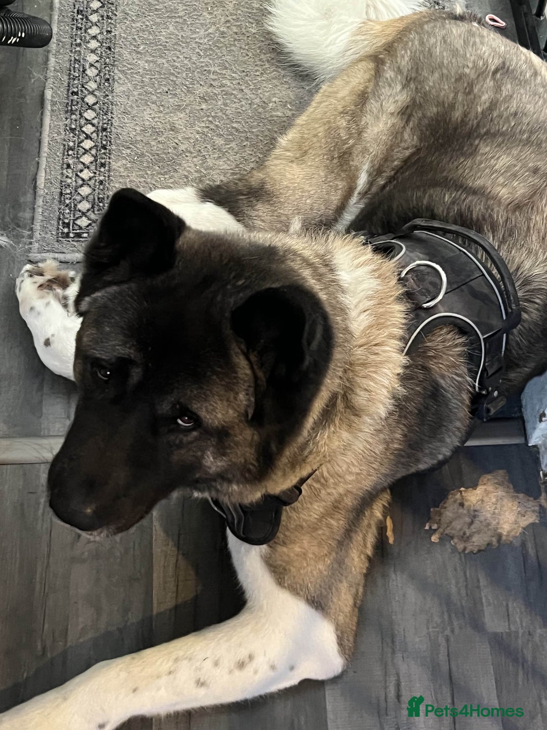 Akita dogs for sale: Ready Now! American Akita Puppies in Liverpool - Image 21