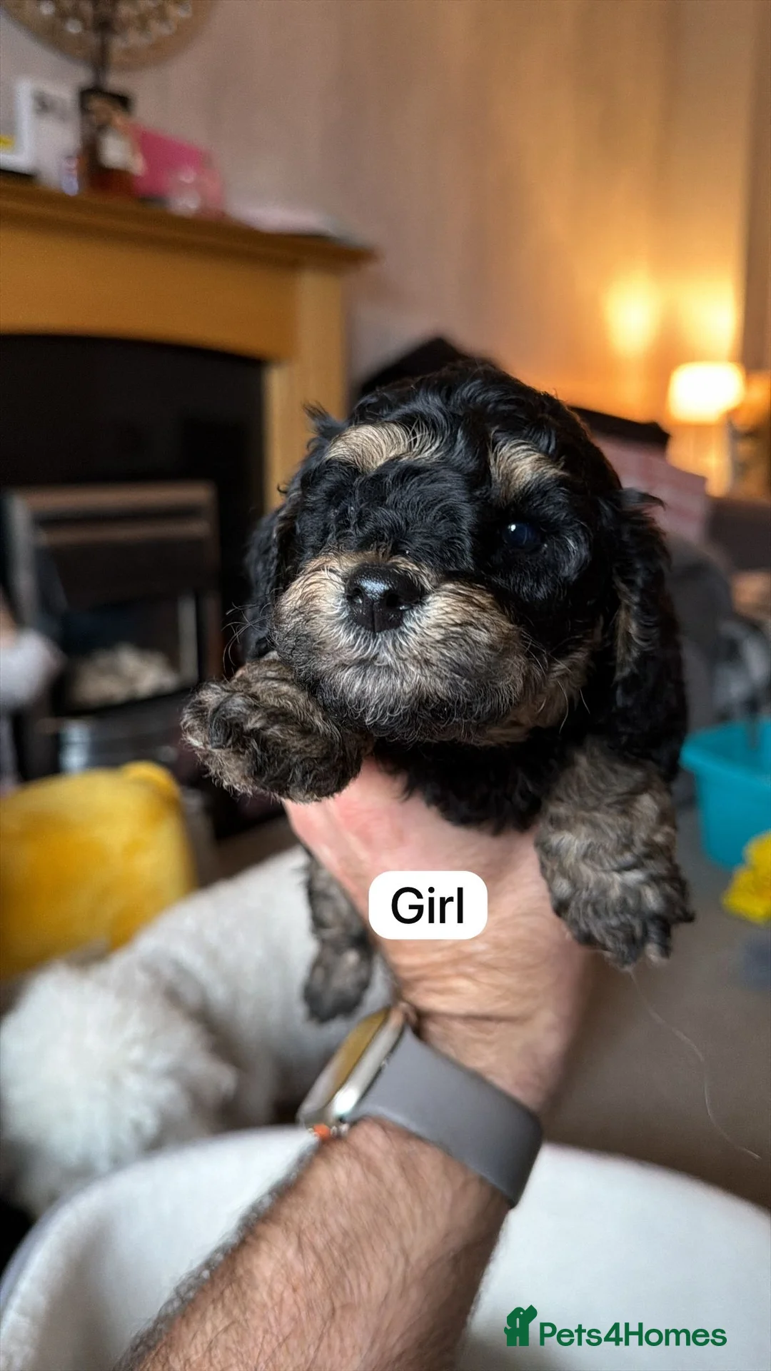 Poochon dogs for sale: Gorgeous Poochon puppies 2  boys left  - Advert 39