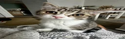 Mixed Breed cats for sale:     Adorable Kitten Looking for a Loving Home - Advert 18