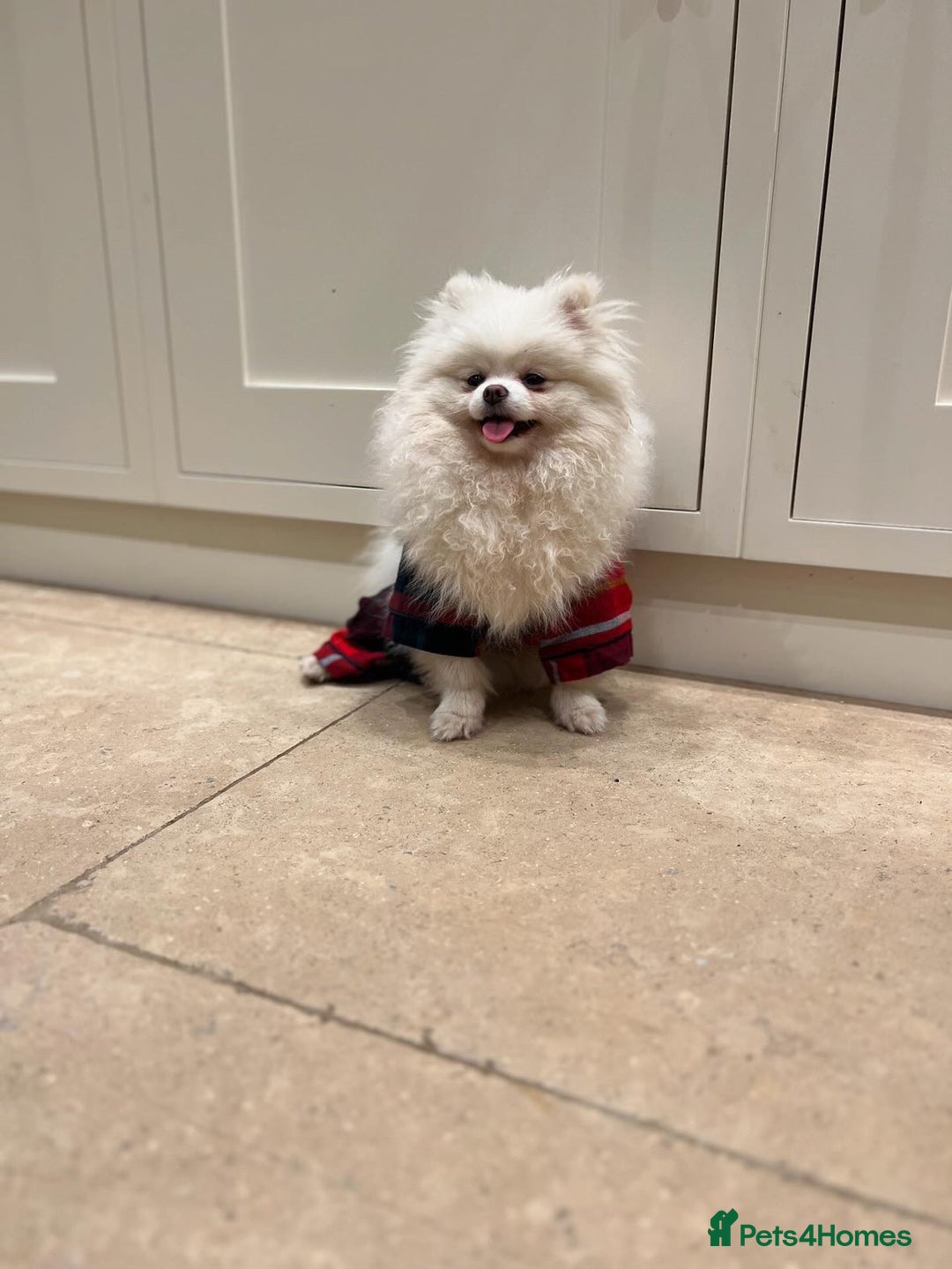 Pomeranian dogs for sale: 🧸 WHITE KC TEDDY BEARS 🧸 TINY, TRUE TYPE! - Advert 3