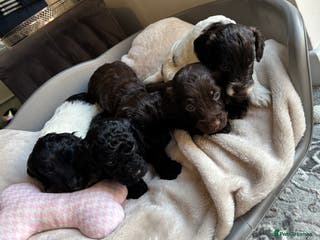 Cockapoo dogs Cockapoos puppies for sale *ready 19th feb* - Advert 13