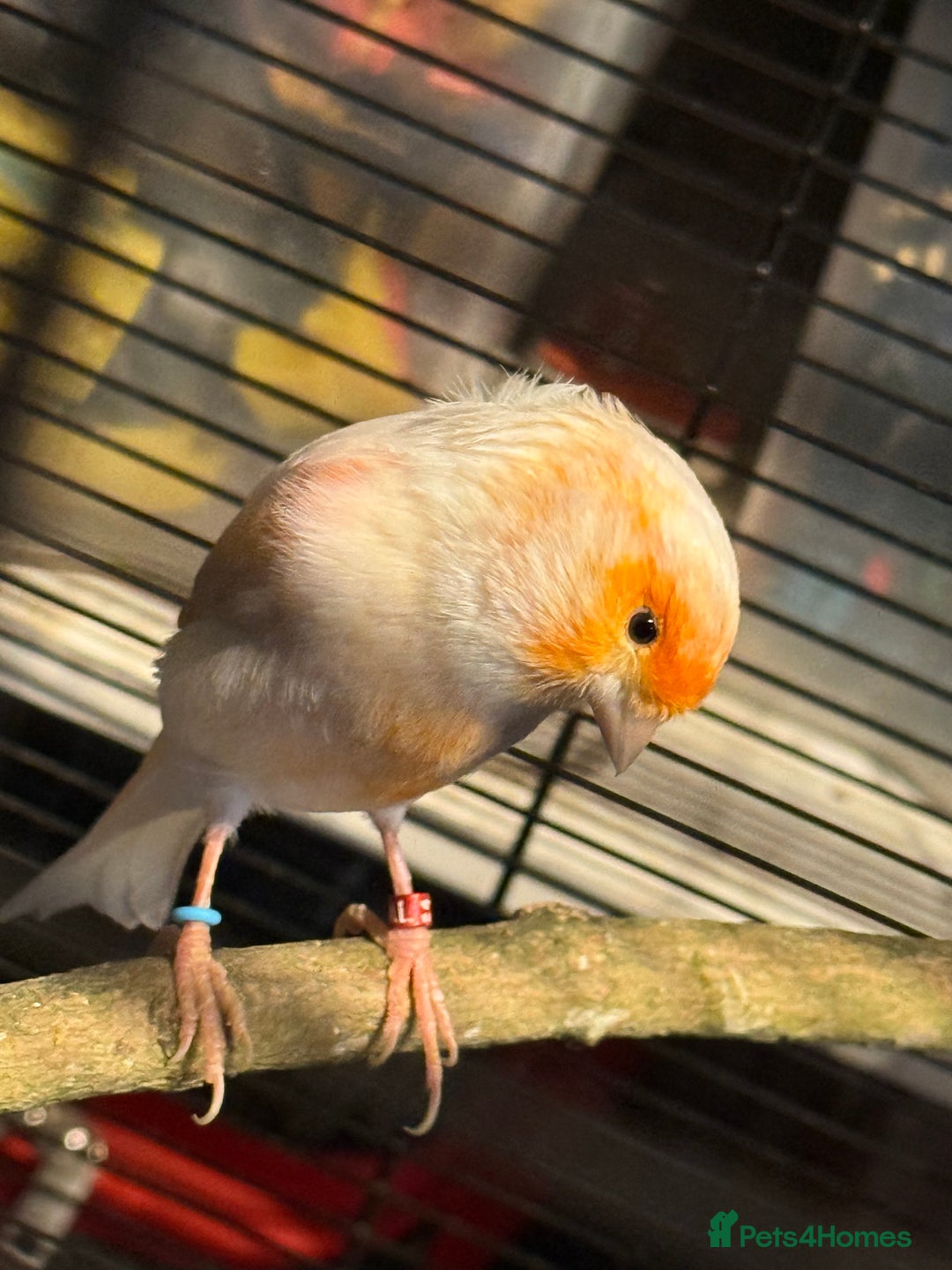 Canaries birds for sale: Male & female cannery for sale  - Image 2