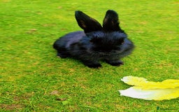 Alaska rabbits for sale: 4 Alaskan baby bunnies  - Image 4