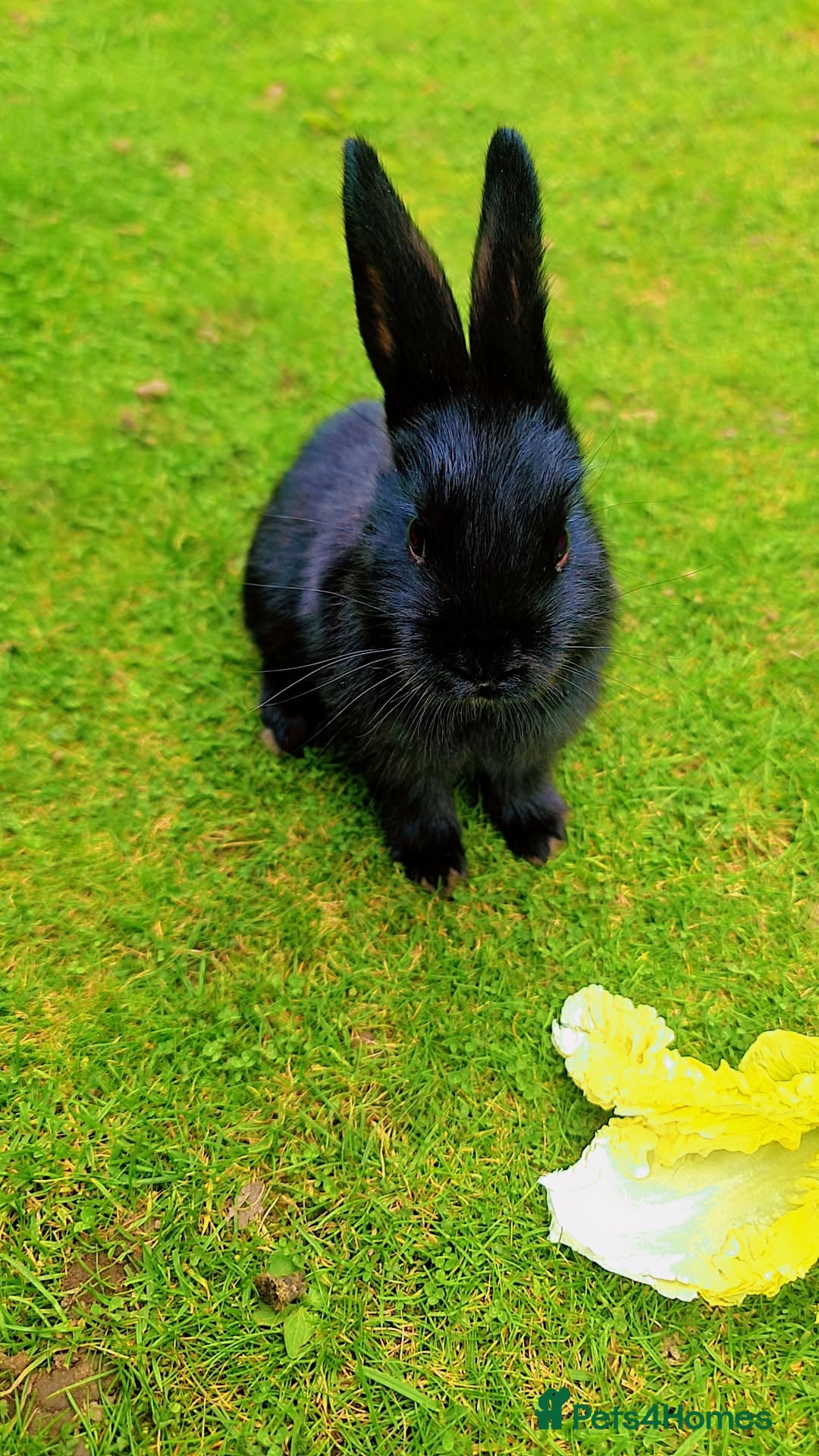 Alaska rabbits for sale: 4 Alaskan baby bunnies  - Image 4