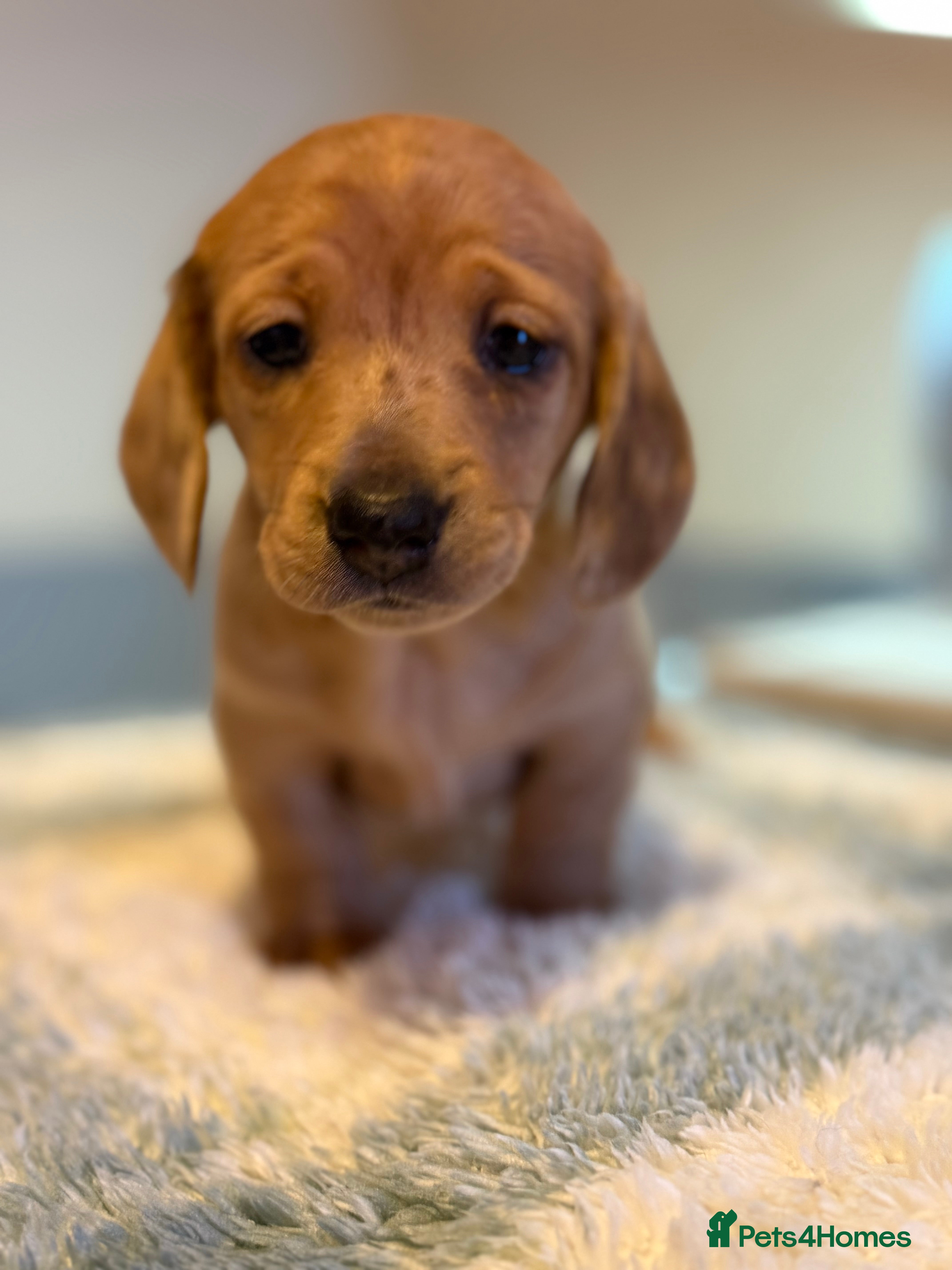 Miniature Dachshund dogs Four beautiful miniature dachshund  - Advert 6