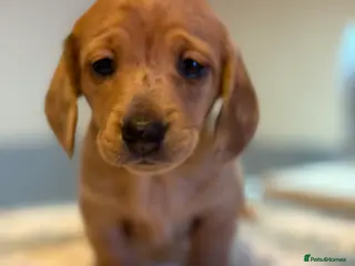 Miniature Dachshund dogs Four beautiful miniature dachshund - Advert 13