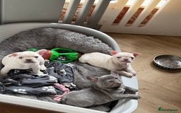 French Bulldog dogs for sale: French bulldog puppies  - Image 1