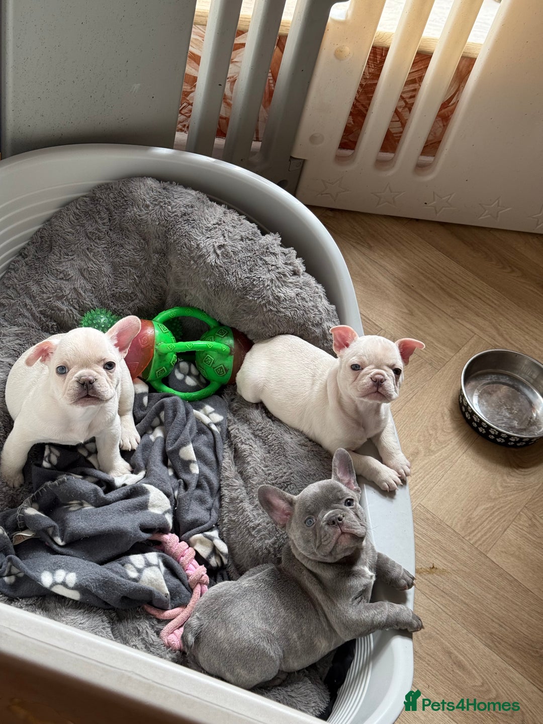 French Bulldog dogs for sale: French bulldog puppies  - Image 1