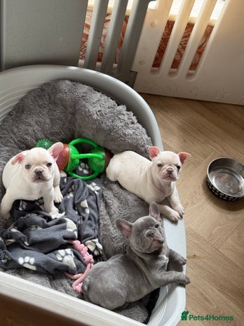 French Bulldog dogs - Advert 6