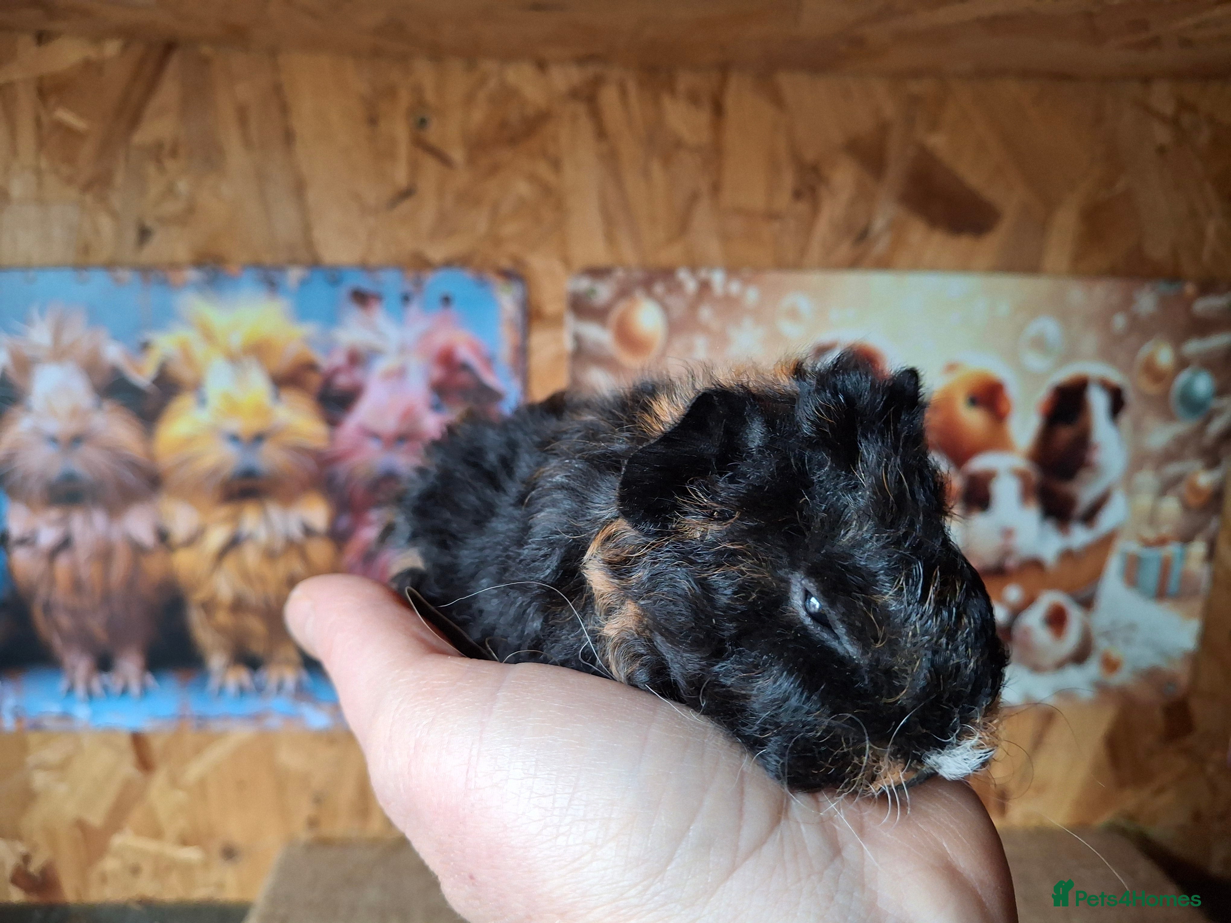 Guinea Pig rodents Lunkarya - Advert 10