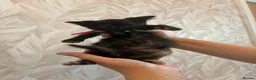 Mixed Breed cats for sale: Cute little kittens  - Advert 19