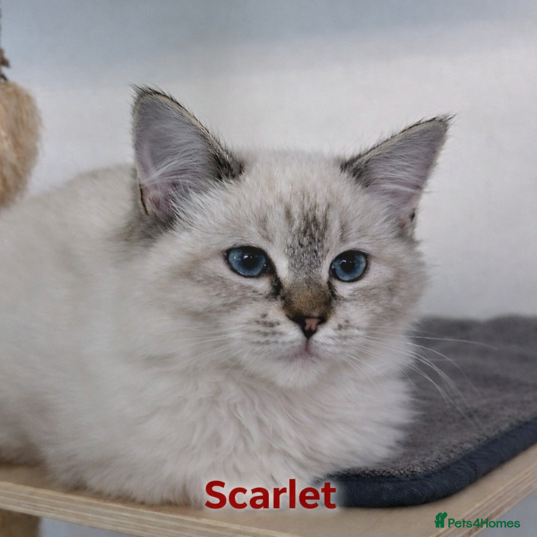 Ragdoll cats for sale: GCCF registered lynx girls ready - Advert 7