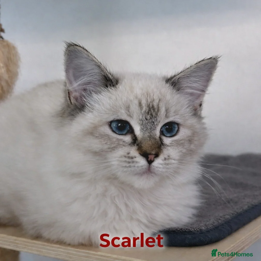 Ragdoll cats for sale: GCCF registered lynx girls ready - Advert 7