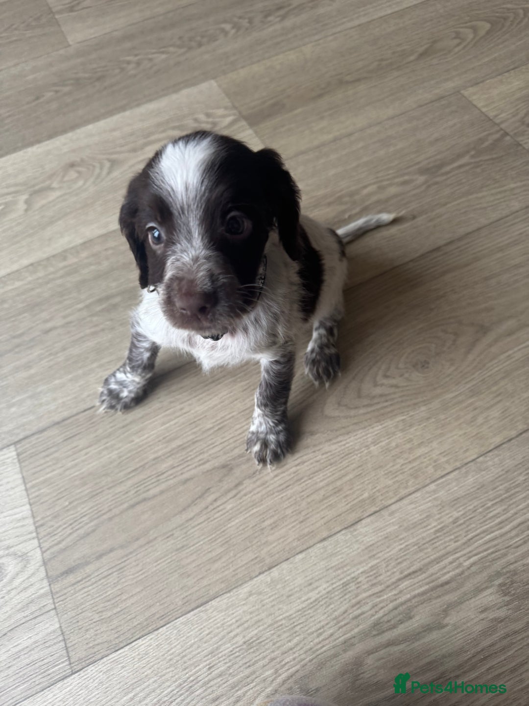 Sprocker dogs for sale: Sprocker spaniel puppy’s  - Image 6