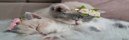 British Shorthair cats for sale: 😻 Unique BSH kittens with pedigree! ✨ - Advert 7