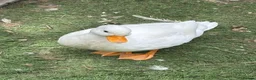 Ducks poultry for sale: Call Duck Drakes hand raised  - Advert 8