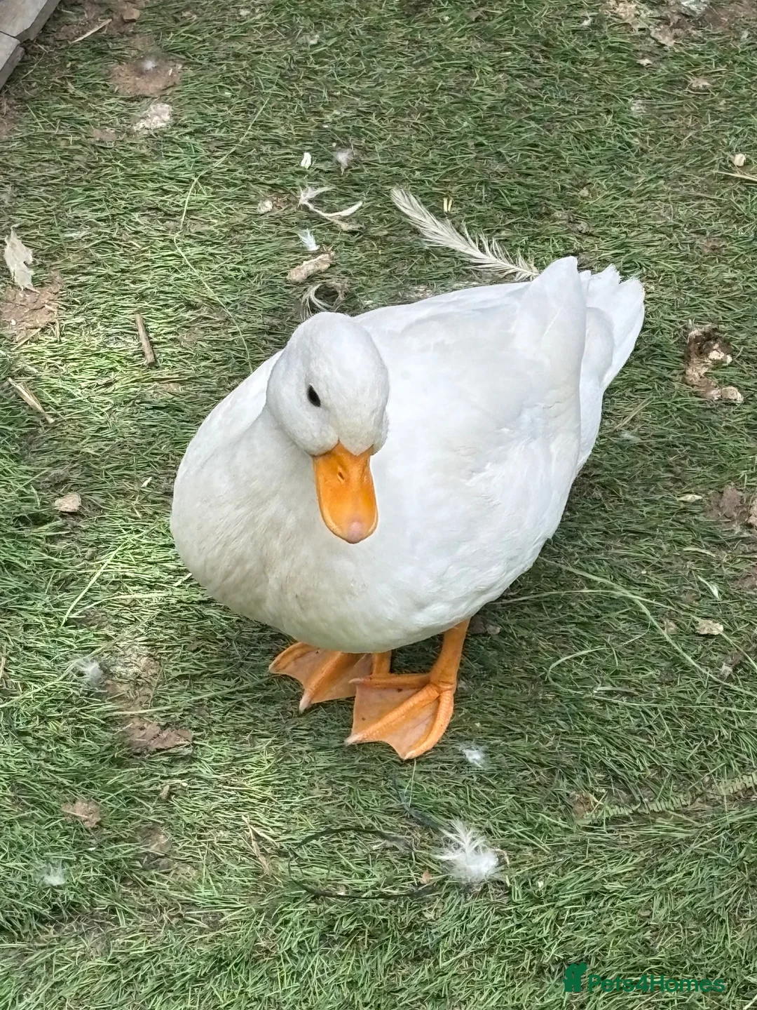 Ducks poultry for sale: Call Duck Drakes hand raised  - Advert 8