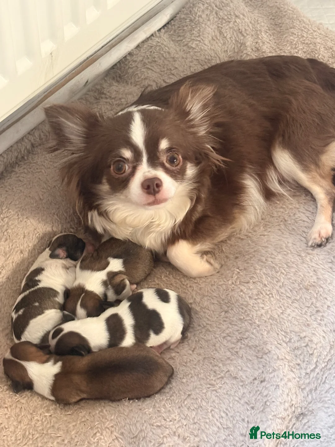 Chihuahua dogs for sale: 3 beautiful boy chihuahuas  - Advert 1