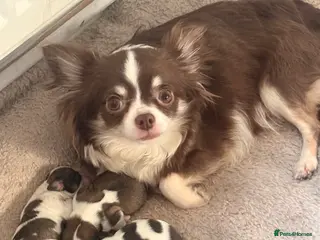 Chihuahua dogs 3 beautiful boy chihuahuas - Advert 1