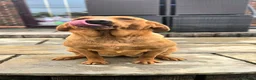 Labrador Retriever dogs for sale: 1 BEAUTIFUL FOX RED KC GIRL  - Advert 3