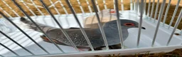 Doves birds for sale: Beautiful diamond doves for sale - Advert 7