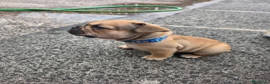 French Bulldog 1 blue collar 