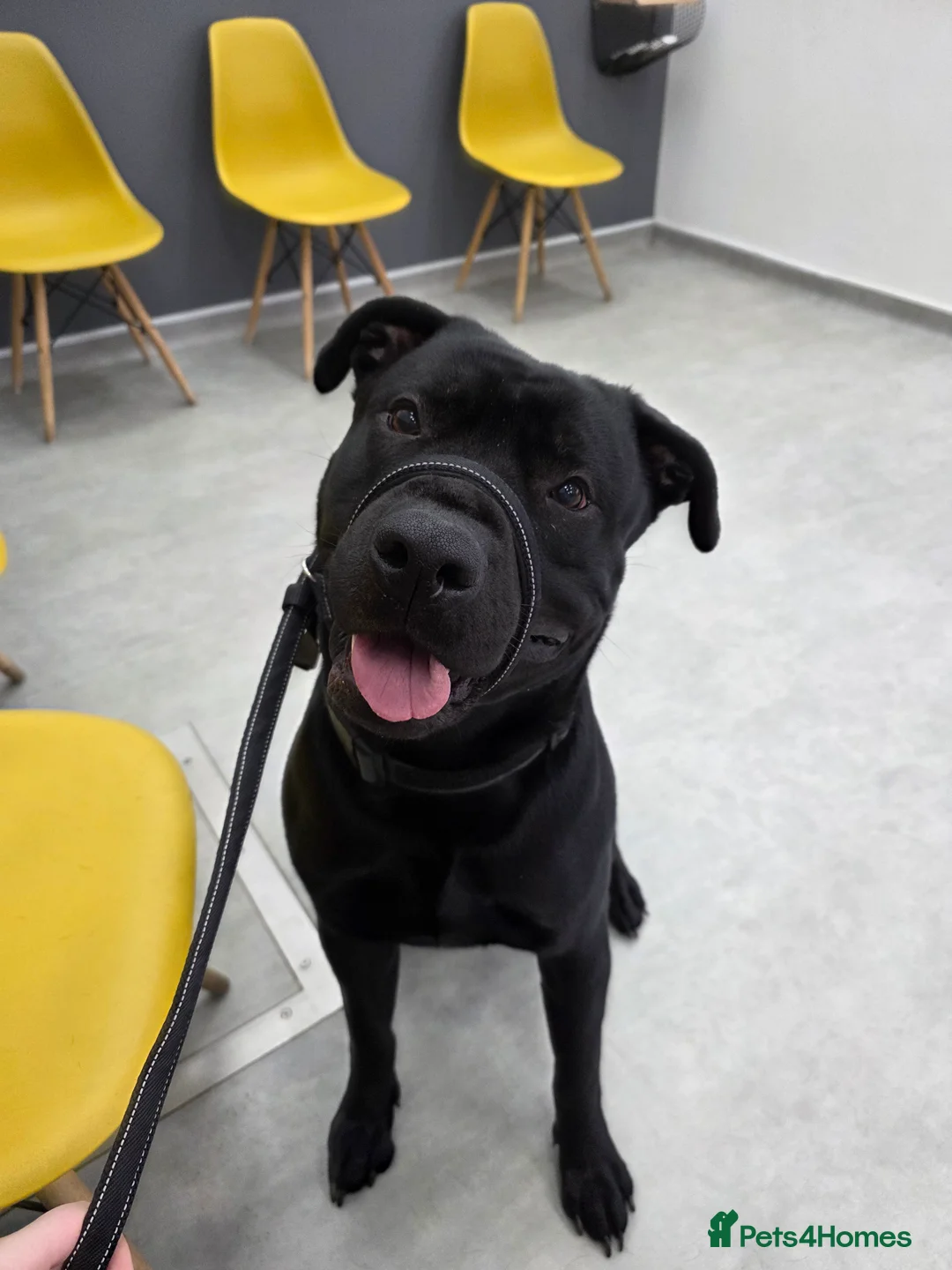 Mixed Breed dogs for sale: German shepherd x staff male - Advert 2