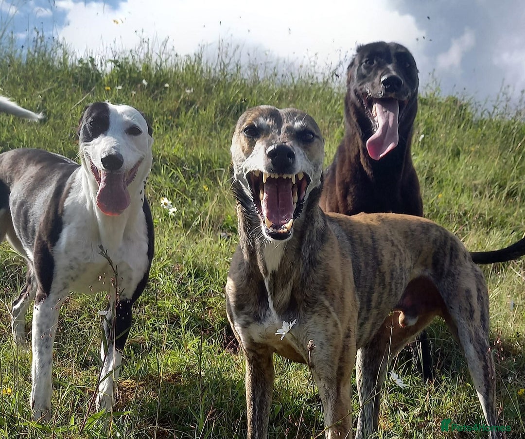 Lurcher dogs for stud: Lurcher for stud  - Advert 3