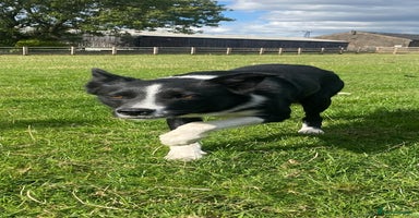 Border Collie dogs - Advert 14