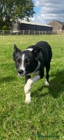Border Collie dogs - Advert 5