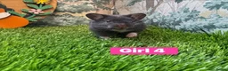 Hamster rodents for sale: Baby Syrian Hamsters Males Females Pedigree - Advert 4