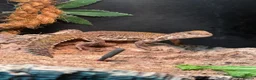 Lizard reptiles for sale: Moroccan Uromastyx lizard with full set up  - Advert 1