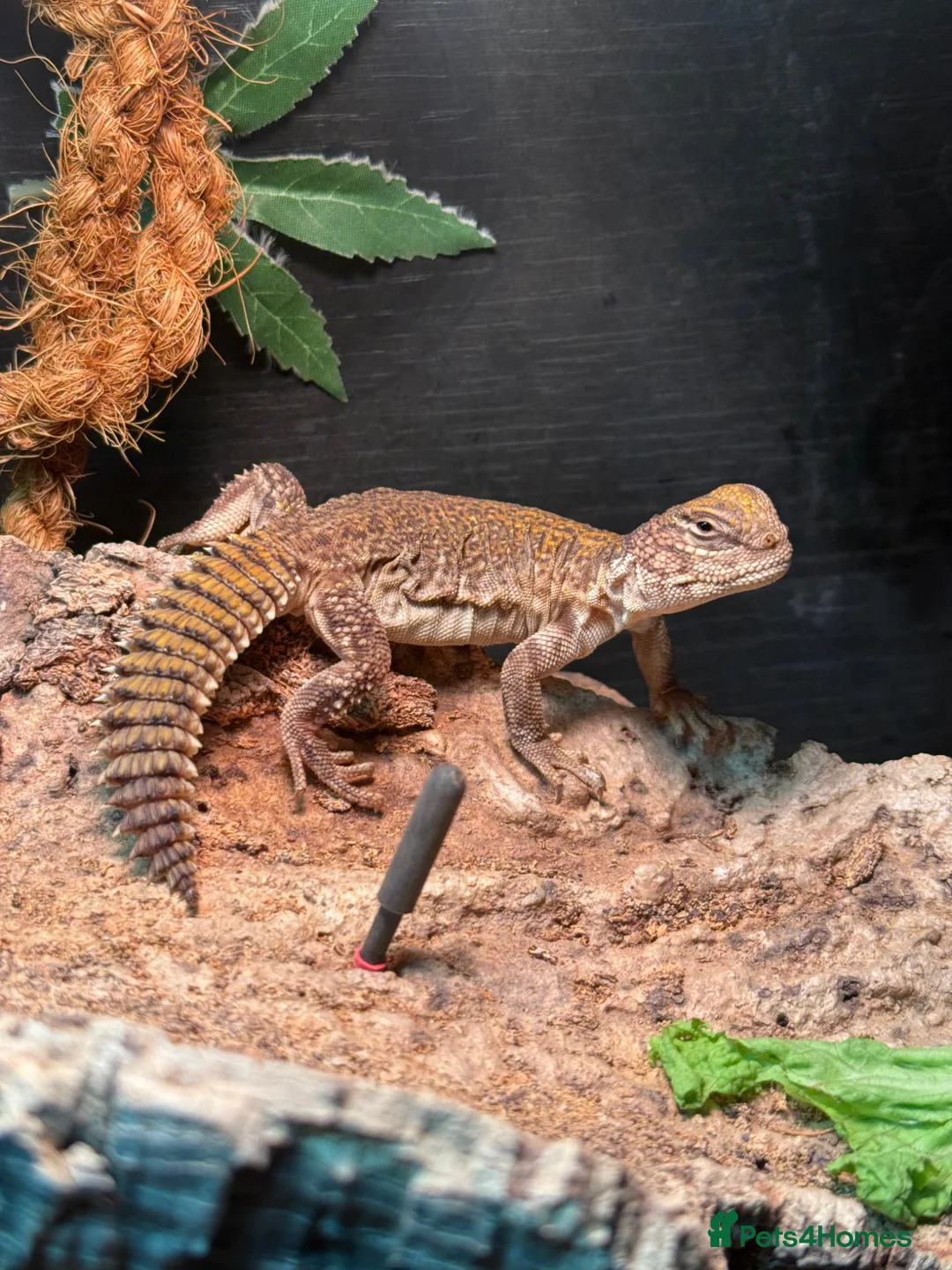 Lizard reptiles for sale: Moroccan Uromastyx lizard with full set up  - Advert 1