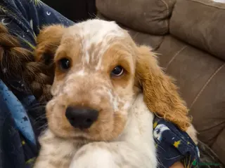 Cocker Spaniel dogs Show Cocker Spaniel - Advert 4