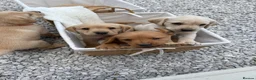Labrador Retriever dogs for sale: 8 Labrador puppy’s for sale  - Advert 27