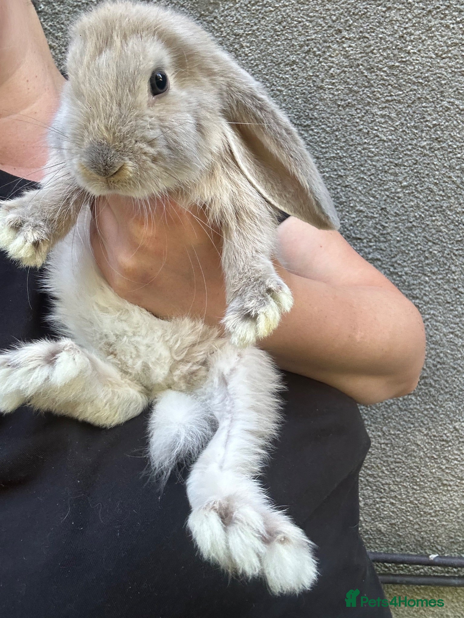 French Lop rabbits Gorgeous Giant French lops babies  - Advert 11
