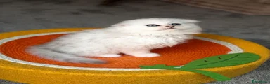 Scottish Fold Longhair Kitten 2