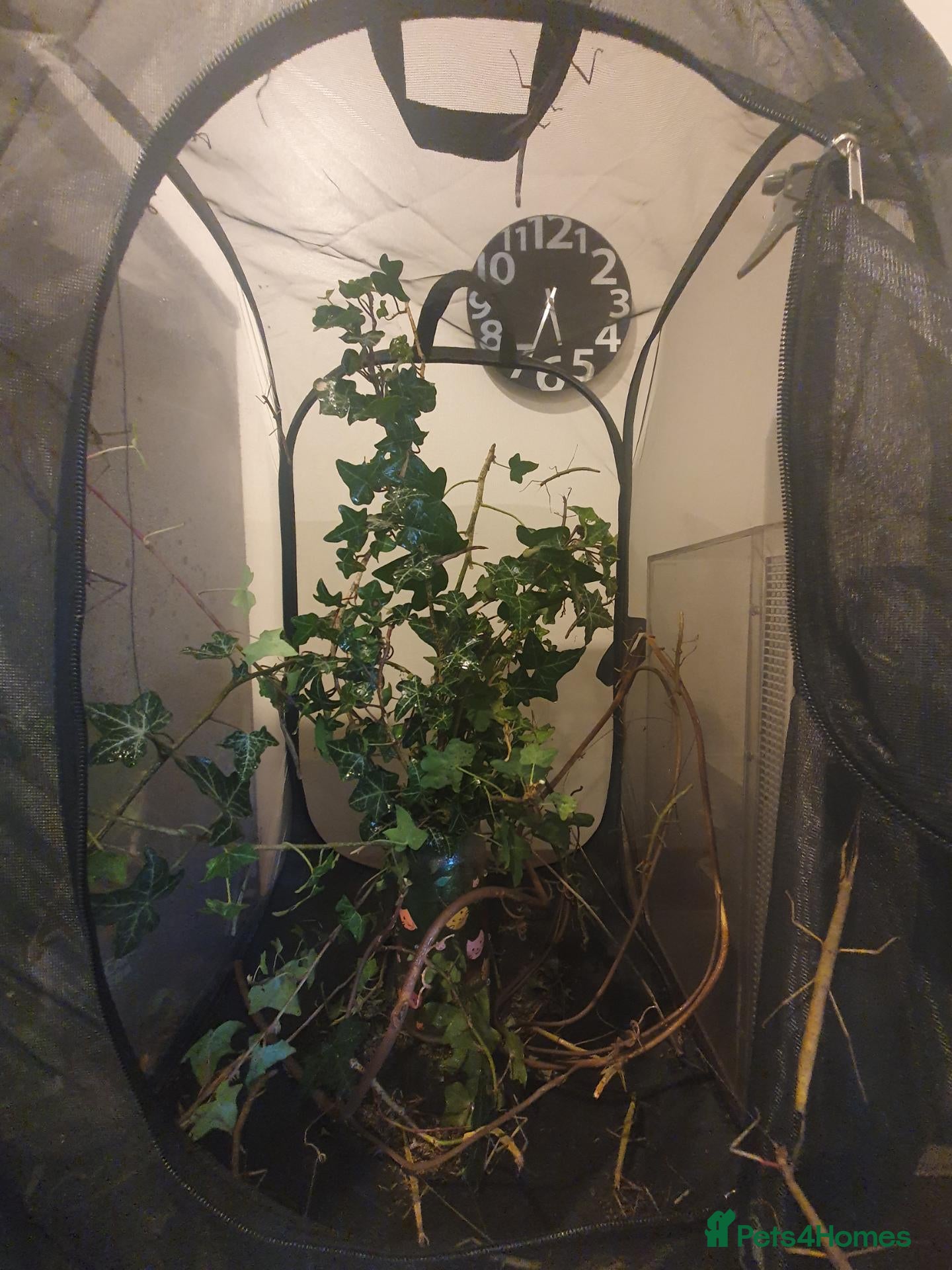 Stick Insects invertebrates FLASH SALE Indian Stick Insects - Advert 9