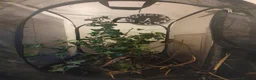 Stick Insects invertebrates for sale: FLASH SALE Indian Stick Insects - Advert 1