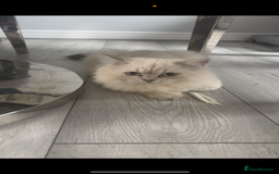 British Shorthair cats for sale: GCCF British Longhair Kittens for Sale in Sheffield - Image 2