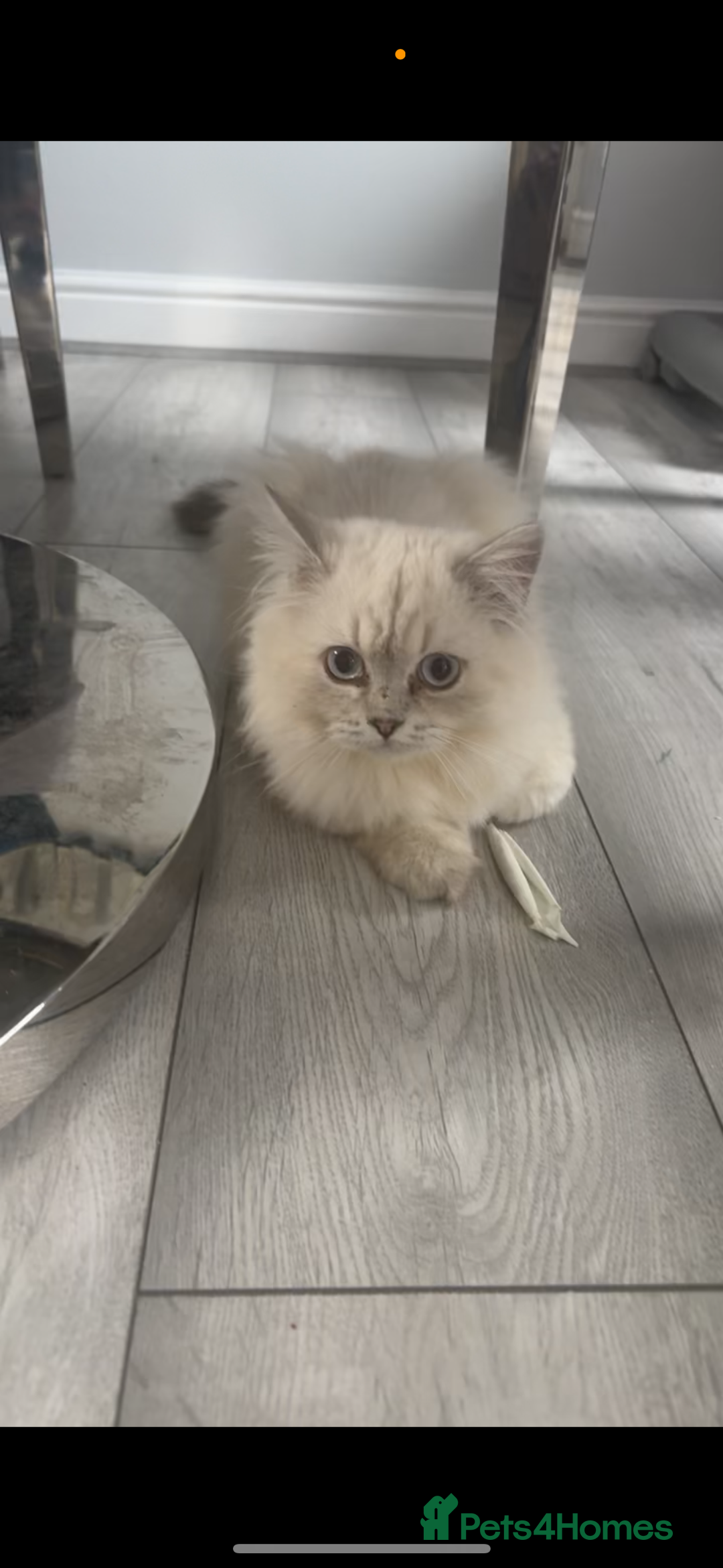 British Shorthair cats for sale: GCCF British Longhair Kittens for Sale in Sheffield - Image 2