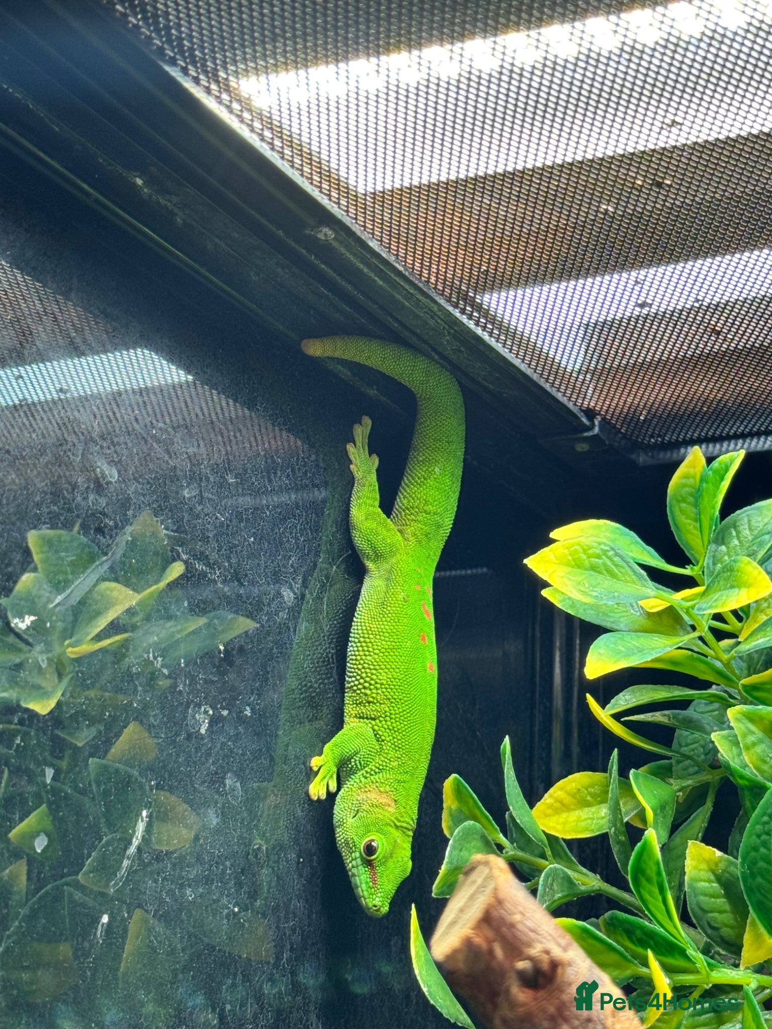 Gecko reptiles Large selection of lizards available for rehome - Advert 1