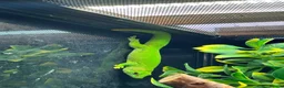 Gecko reptiles for sale: Large selection of lizards available for rehome - Advert 1