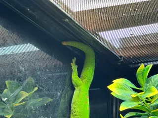Gecko reptiles Large selection of lizards available for rehome - Advert 2
